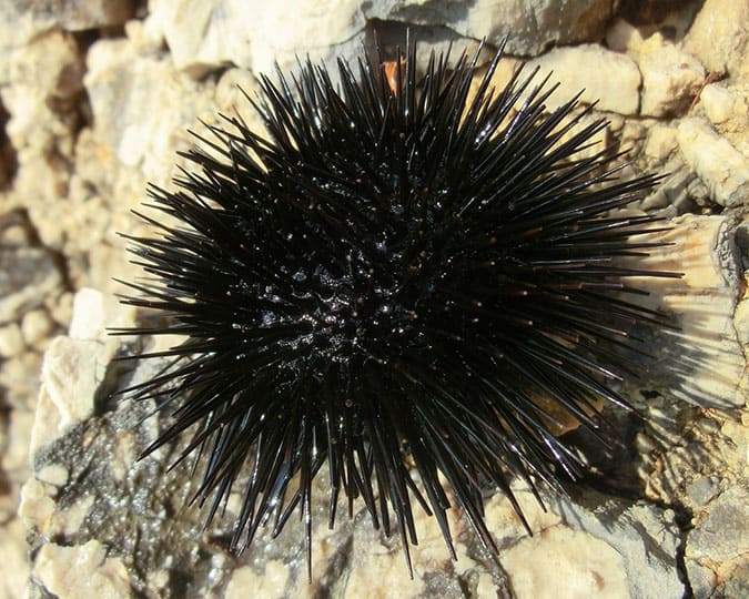 sea urchin snorkelling costa brava spain