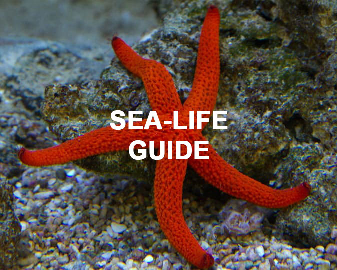 sea life spain barcelona guide