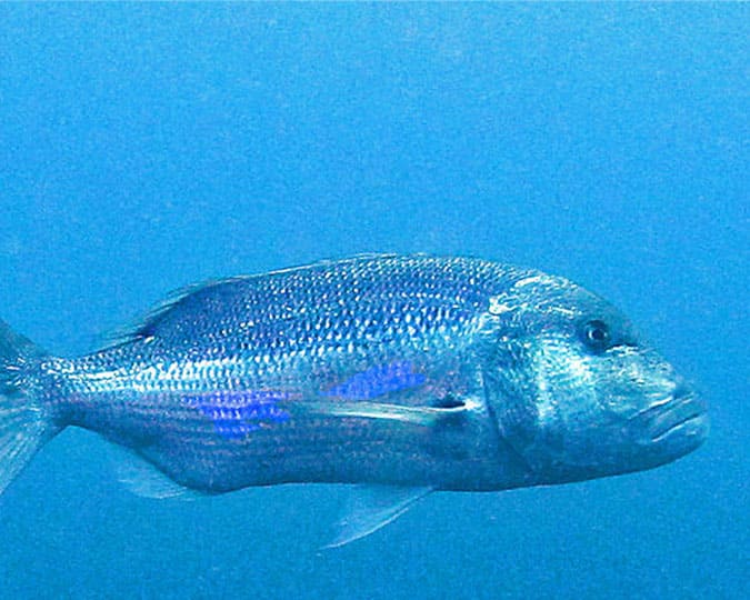 common dentex fish snorkel spain