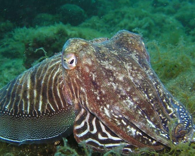 cuttlefish kayak barcelona