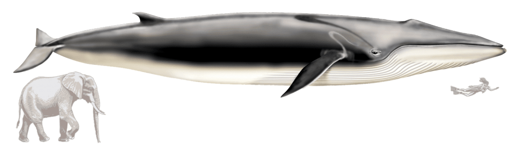 fin whale size costa brava spain