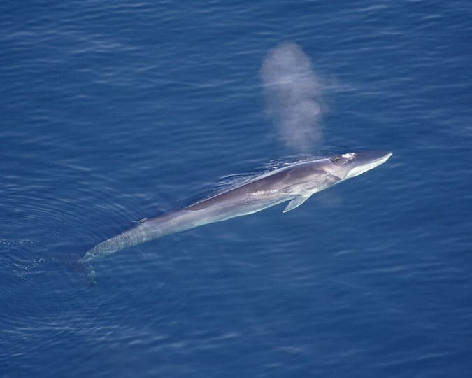 Fin whale costa brava spain barcelona