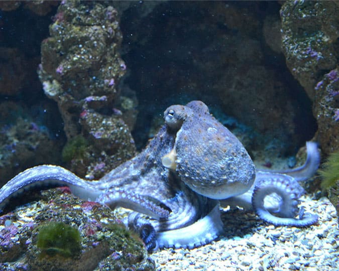 octopus snorkelling barcelona