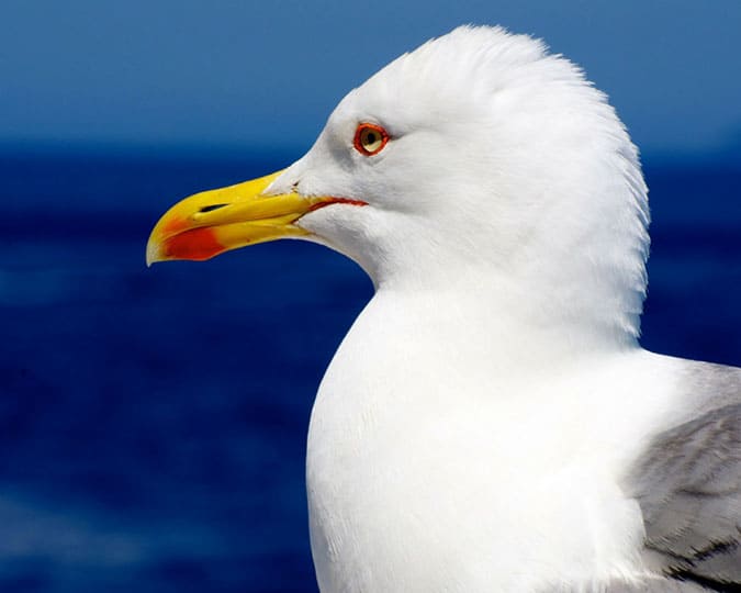 seagull close up swimming barcelona spain costa brava