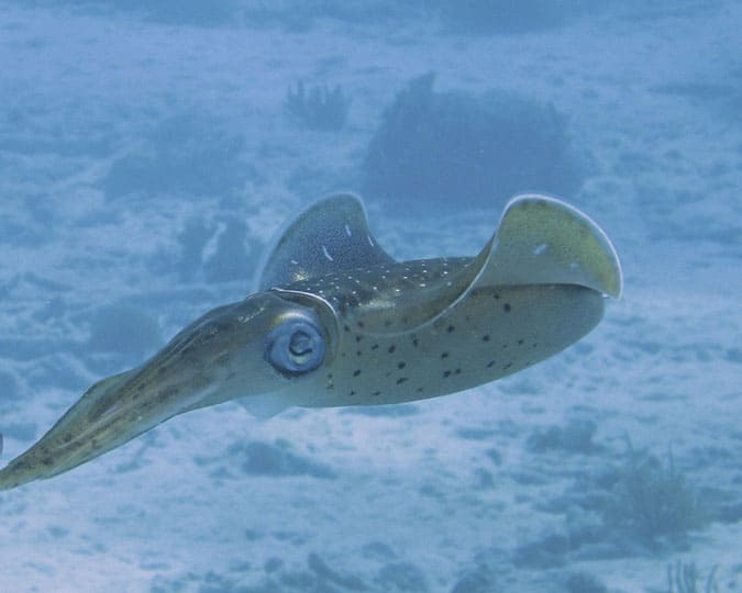 squid barcelona spain snorkelling 