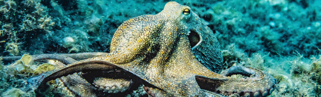 octopus cover seal life barcelona spain costa brava 1