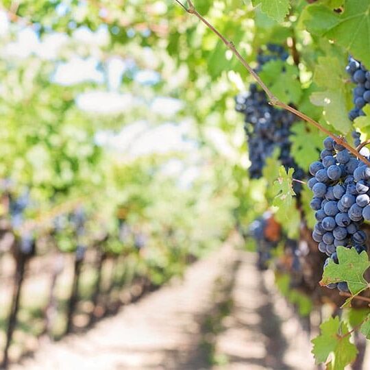 Vineyards from Barcelona to the Costa Brava Spain